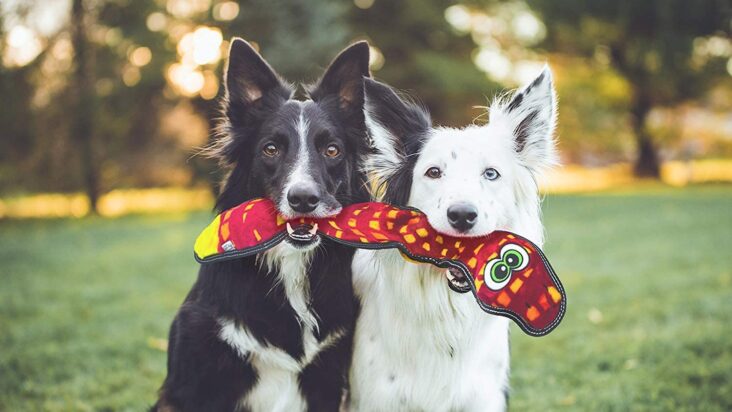 犬のトリビア Dogfashionista