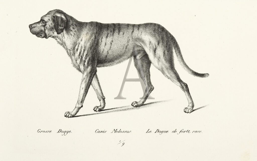 犬のトリビア Vol 1 失われた犬種 古代ギリシャとの関係 Dogfashionista